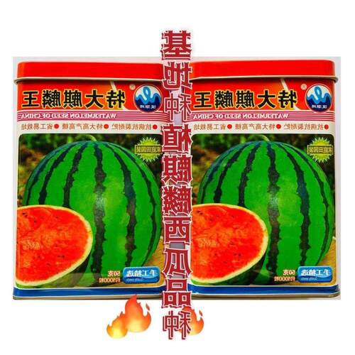 浪潮冰糖甜王西瓜种子大果