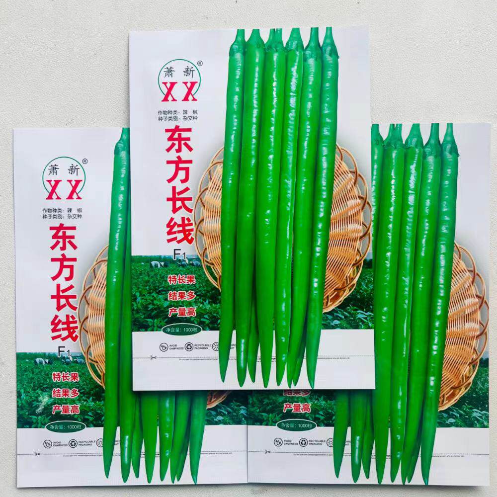东方长线椒种子早熟辣味浓香抗逆丰产商品率较高春秋播种辣椒种子