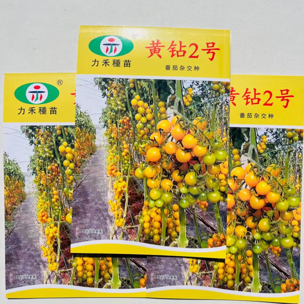 黄钻2号黄色小番茄种子籽高糖口感好南北方圣女果西红柿种蔬菜种