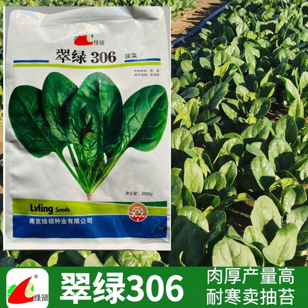 绿领翠绿306菠菜种子耐热耐寒抗病高产红根圆叶菠菜籽 春夏秋季播