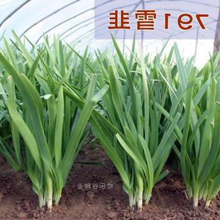 791白根韭菜根宽叶不休眠韭菜苗四季阳台盆栽韭菜大叶韭菜种菜子