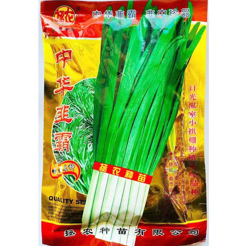 中华韭霸韭菜种子雪韭王种籽四季种植不休眠R 河南韭菜种菜农用种