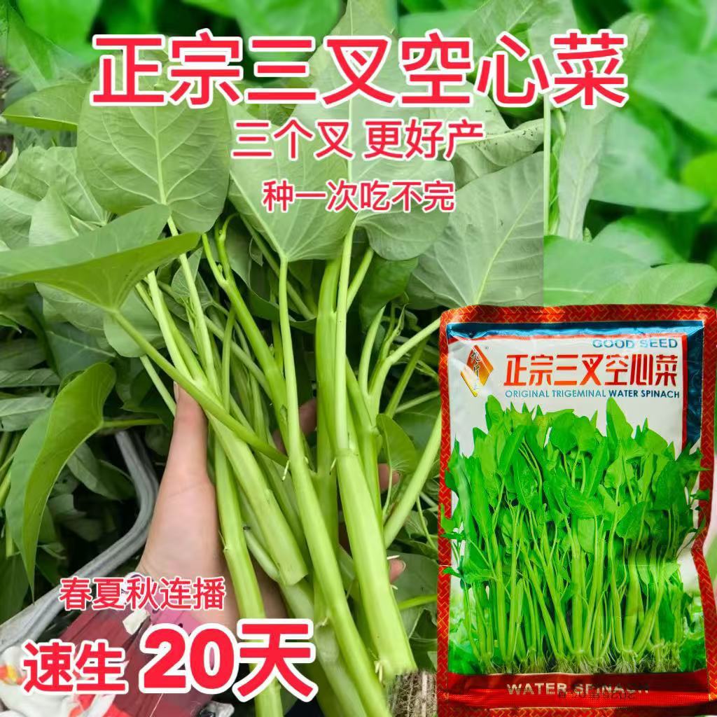 正宗三叉空心菜种子耐热青菜新鲜当季蔬菜种籽通心菜蕹菜多次采收