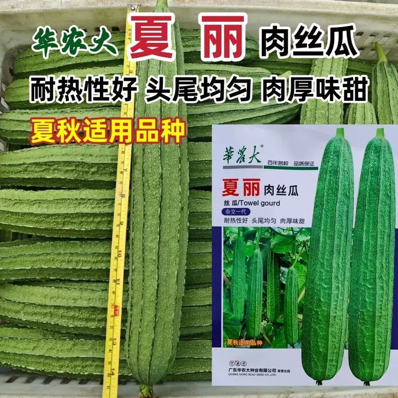 华农大夏丽肉丝瓜种子早熟耐热棱丝瓜春夏秋翠丽丝瓜水瓜八棱丝瓜