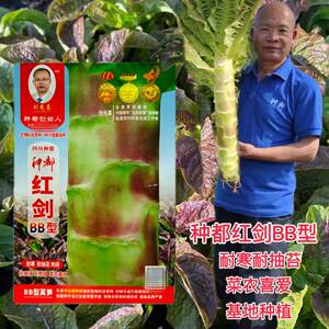 种都红剑BB型红尖叶香莴笋种子红皮耐寒耐抽薹基地春秋播莴笋种子