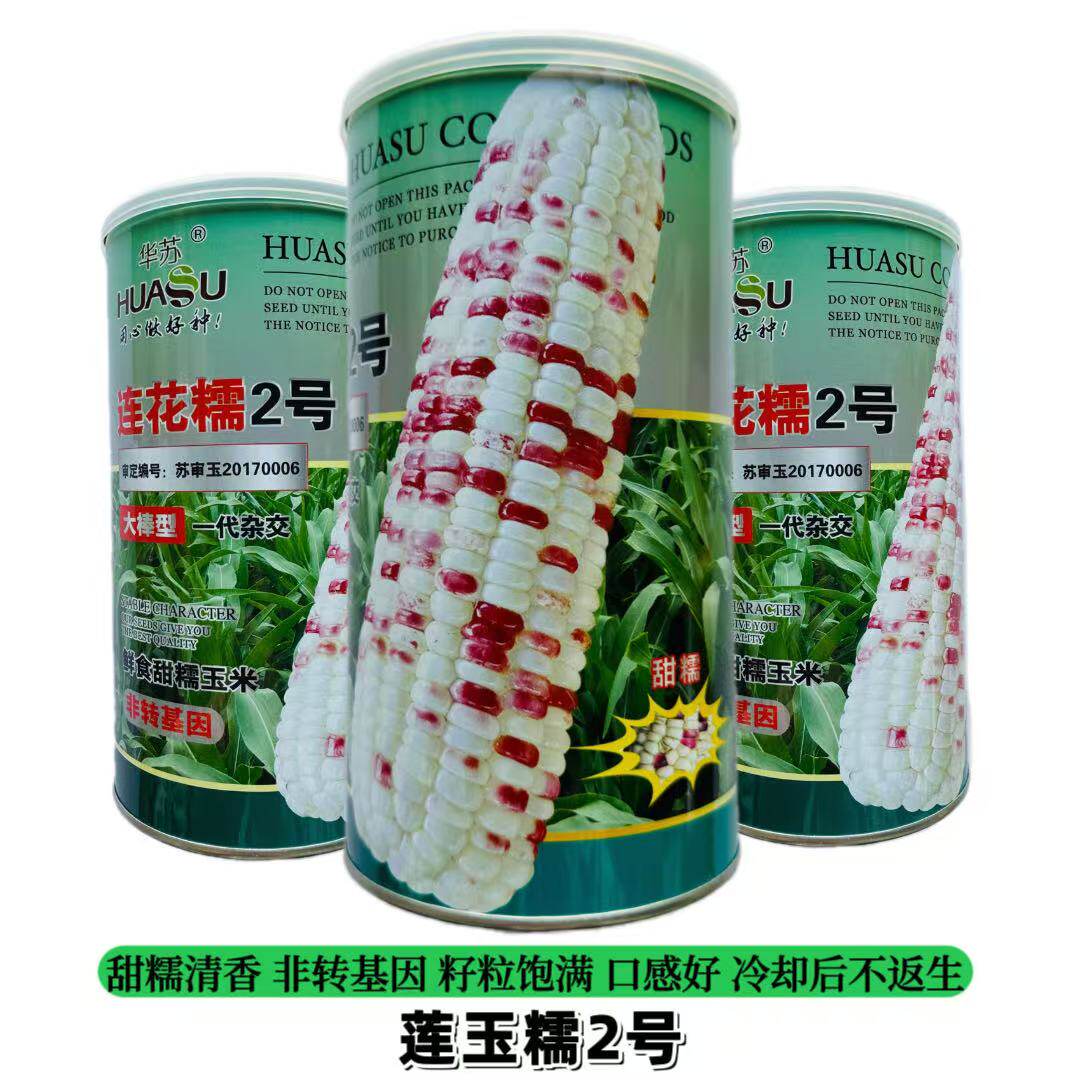 连花糯2号 原装正品彩甜糯玉米种子四季高产抗病彩色鲜食玉米种孑