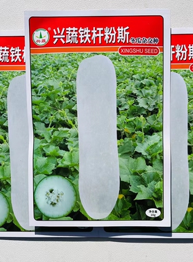 兴蔬铁杆粉斯杂交白皮冬瓜种子肉厚腔小产量耐贮粉皮冬瓜种籽孑