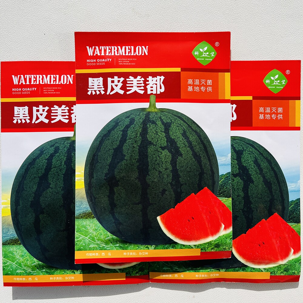 科望黑皮美都西瓜种子籽早熟果实圆球形墨绿皮果肉大红色西瓜种籽