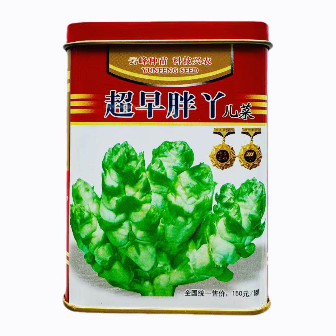 超早胖丫早熟高产儿菜种子四川特产四季菜种籽娃娃菜抱子芥菜种籽