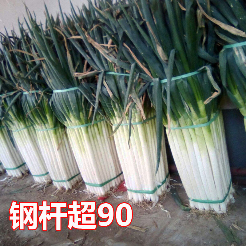 钢杆大葱种子小香葱种籽章丘大葱