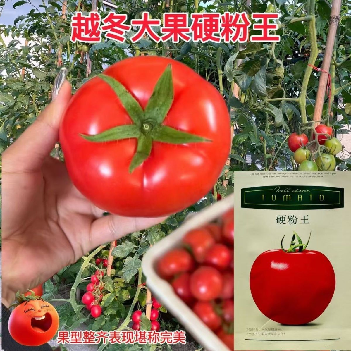 硬粉王番茄种子1000粒早熟耐寒无限生长越冬番茄早熟粉红西红柿种