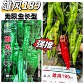 雄风189 早熟大果粗牛角椒种子辣味适中耐高温耐低温高产大田种孑
