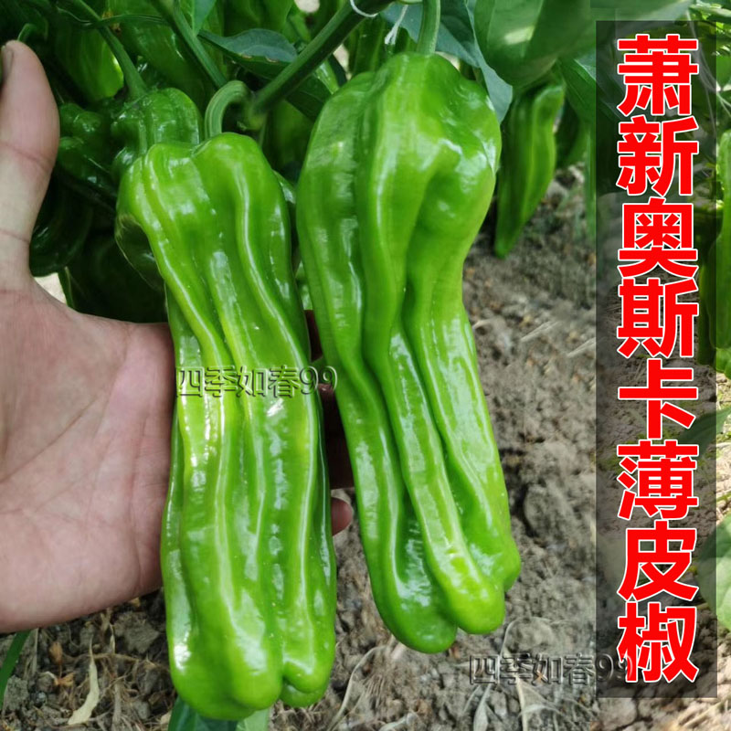 薄皮大果高产萧新蔬菜辣椒种子