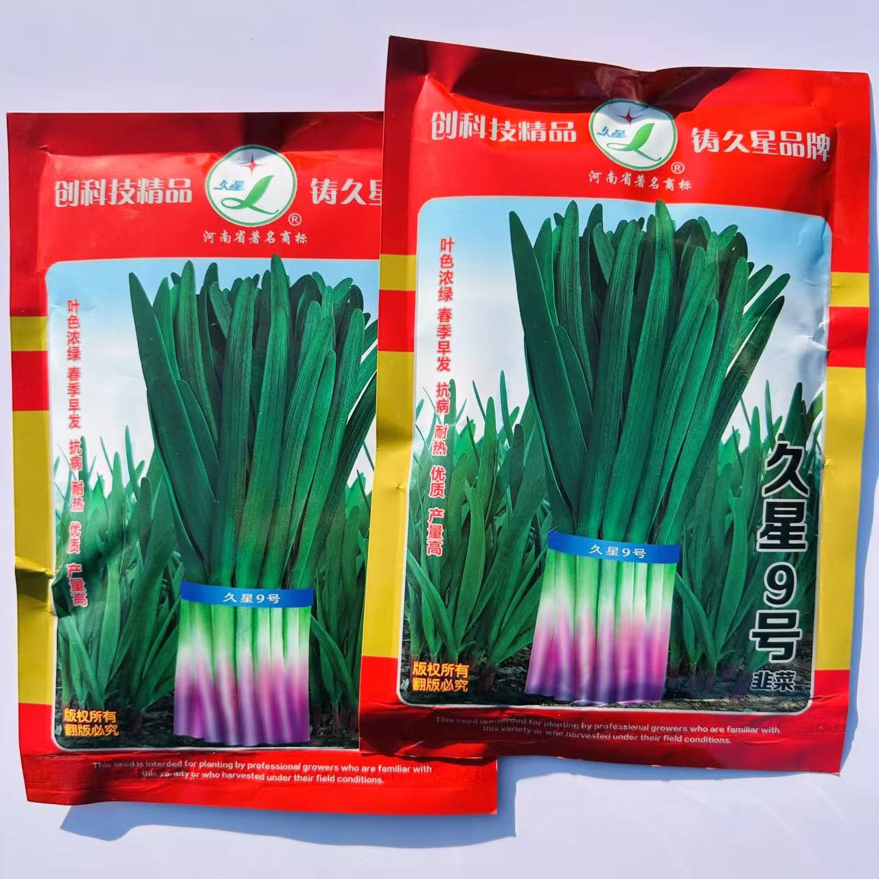 久星9号韭菜种子红根韭菜种籽大叶高产耐热优质休眠型韭菜产量高