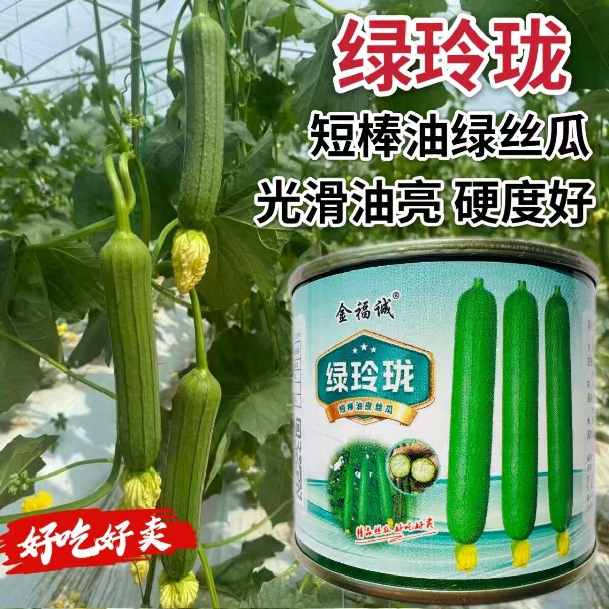 绿玲珑短棒油皮丝瓜种子早熟杂交短棒光滑油绿硬度好肉质硬产量高