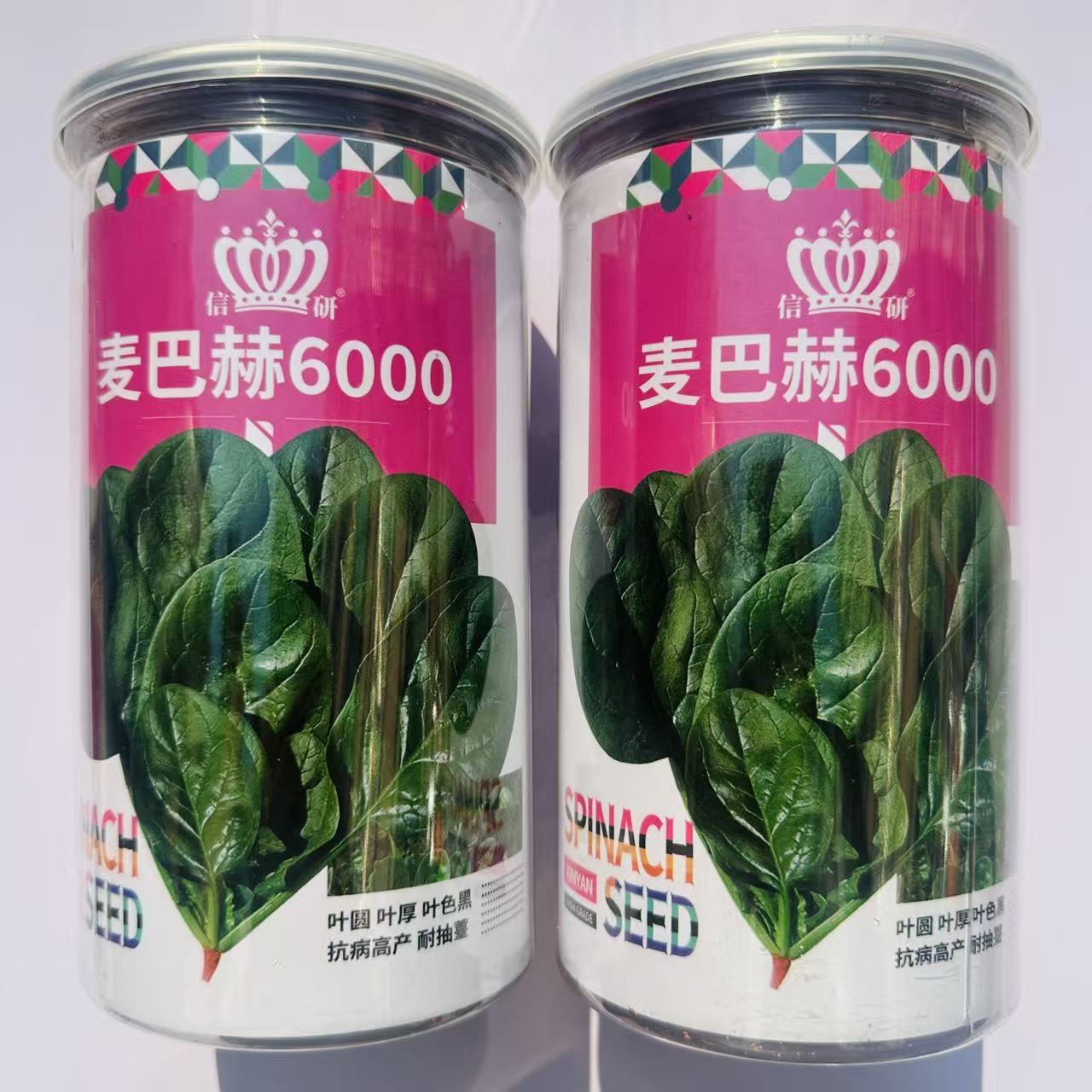 信研麦巴赫6000杂交菠菜种子株型直立长椭圆叶面肥厚易捆扎春秋播