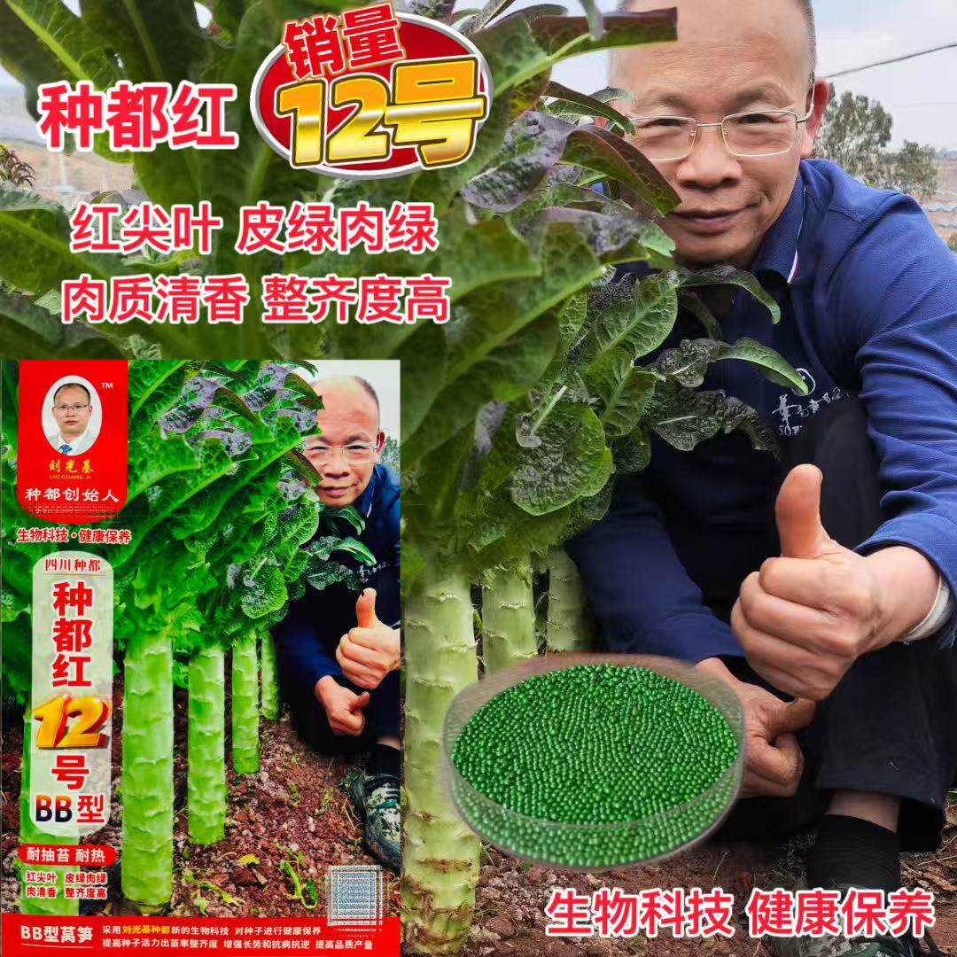 种都红12号莴笋种子香莴笋耐热型红尖叶淡青皮绿肉高桩型莴笋种籽