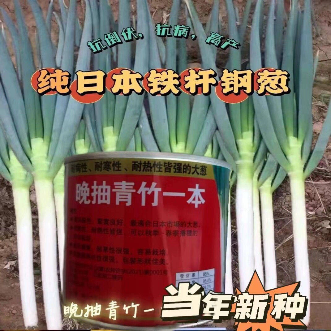 晚抽一本大葱种子铁杆大葱种籽进口耐热钢葱籽章丘葱种孑蔬菜种孑