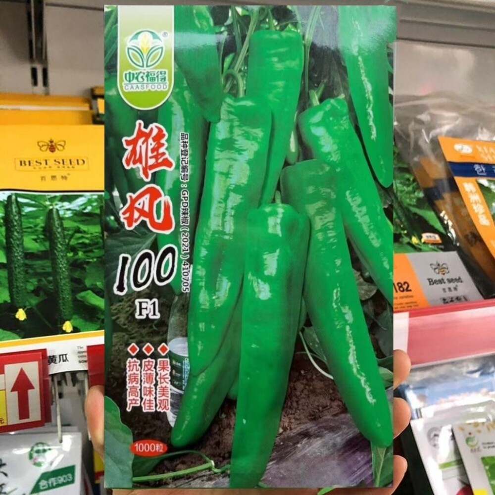 雄风100品质型杂交种辣椒种子早