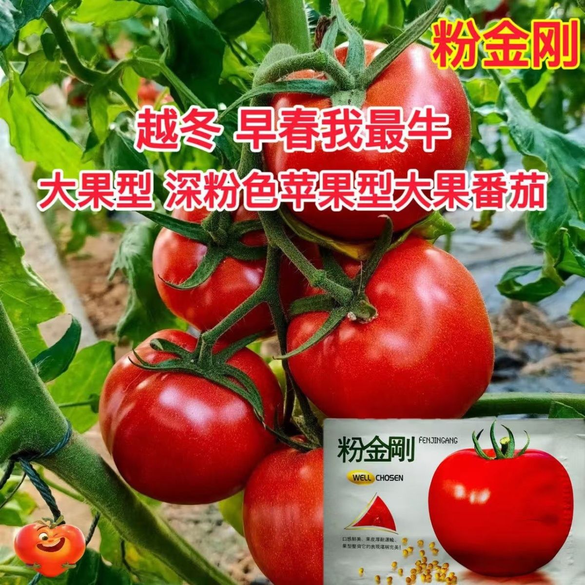 粉金刚粉红番茄种子早熟耐寒不早衰无限生长型高圆大果番茄种籽