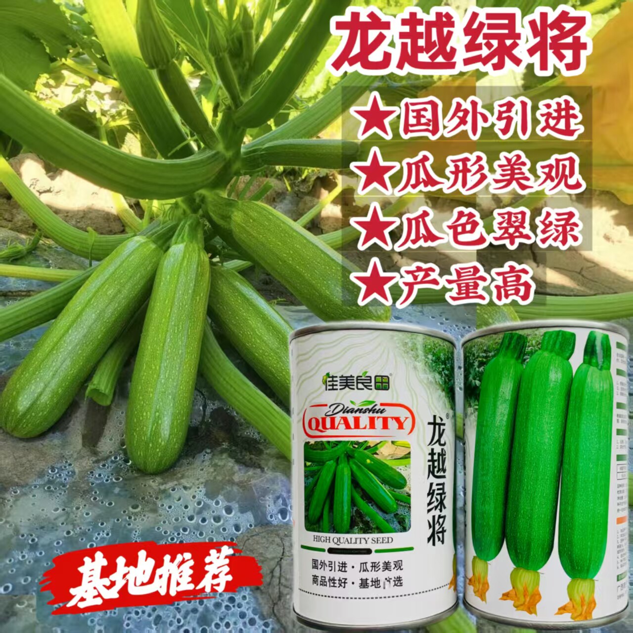 龙越将军西葫芦种子国外引进早熟杂交翠绿西葫芦种春秋小占瓜种子