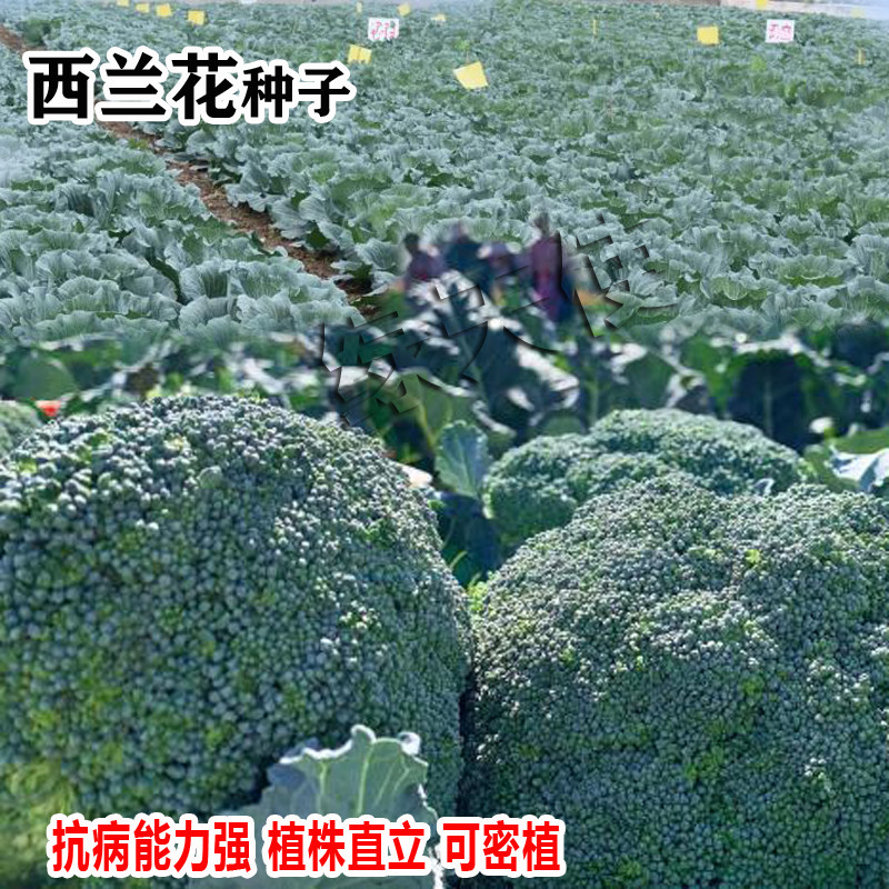 早熟抗病绿天使西兰花种籽孑西兰