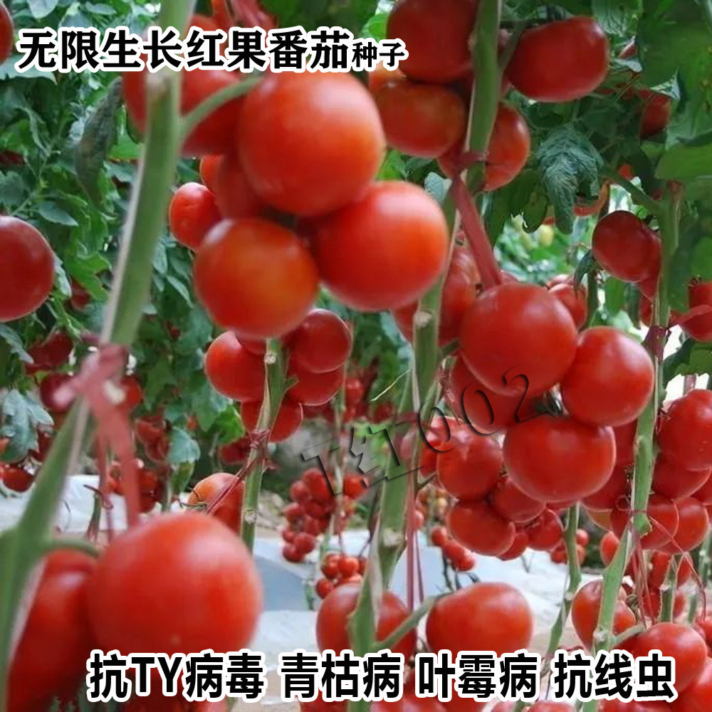 西红柿种孑沙瓤T红002番茄种子大