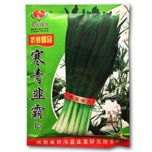 寒青韭霸韭菜种子高抗寒多抗型宽叶不休眠韭菜种籽春秋高产大田孑