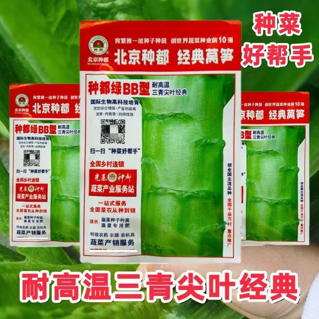 种都绿B型莴笋子耐热尖叶