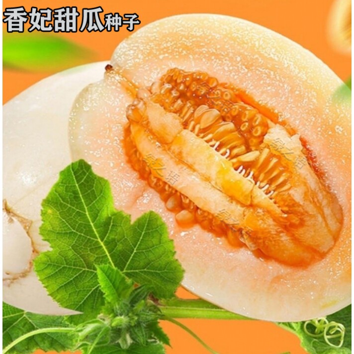 香妃甜瓜种子长梨型透黄绿晕彩白