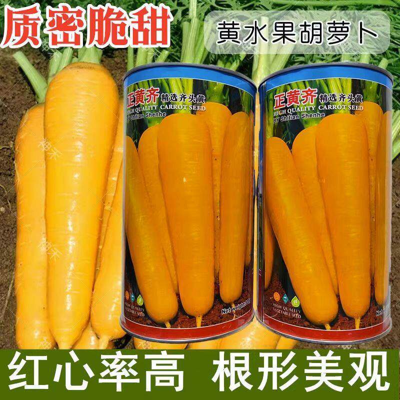 神禾正黄齐胡萝卜种子甜脆高产夏季秋季易播农家胡萝卜籽蔬菜种子
