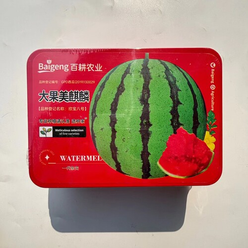 百耕大果美麒麟西瓜种子籽中早熟高圆形红瓤抗病大果西瓜种籽高产