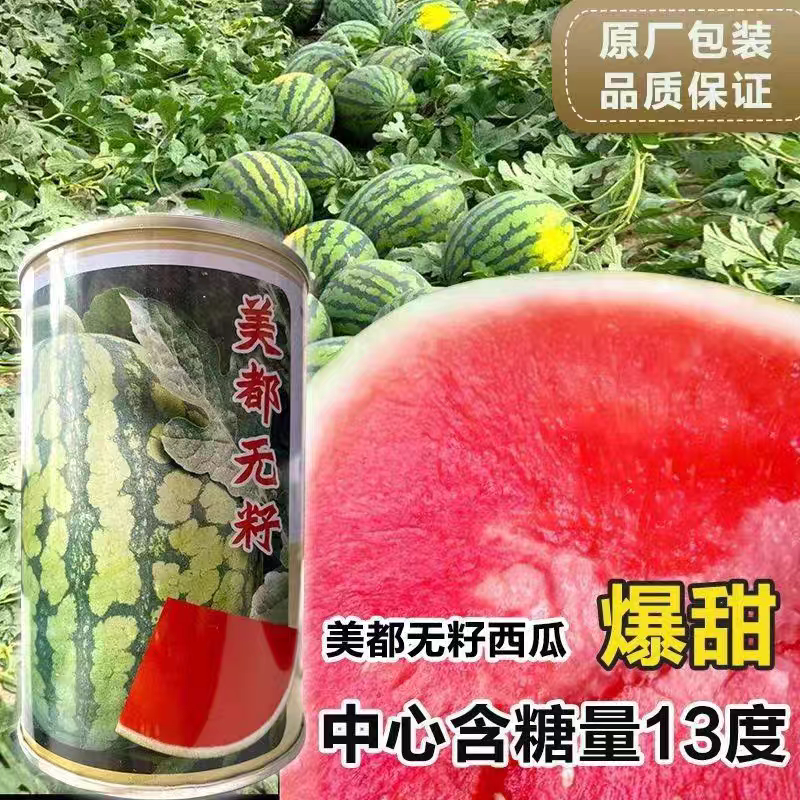 新疆昌蜜美都无籽西瓜种子中熟抗病三倍体西瓜种子高糖薄皮口感佳