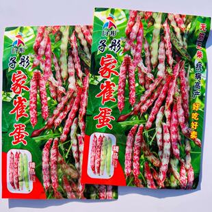 子彤家雀蛋种子东北油豆红金钩花豆角种籽鼓豆面豆油豆嘎嘎油豆种