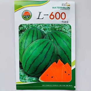 L600高档礼品西瓜种子超甜早熟小型西瓜种籽耐裂小果西瓜种孑红瓤