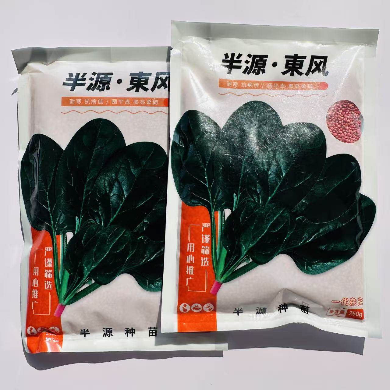 半源东风进口菠菜种子中熟耐热耐寒耐抽苔直立半圆抗病春夏秋种植
