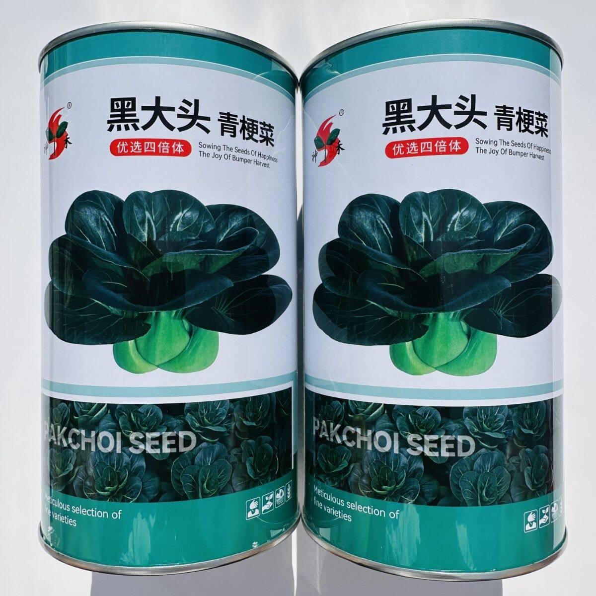 黑大头青梗菜种子大头束腰黑大头青菜种子耐寒越冬秋季蔬菜种子