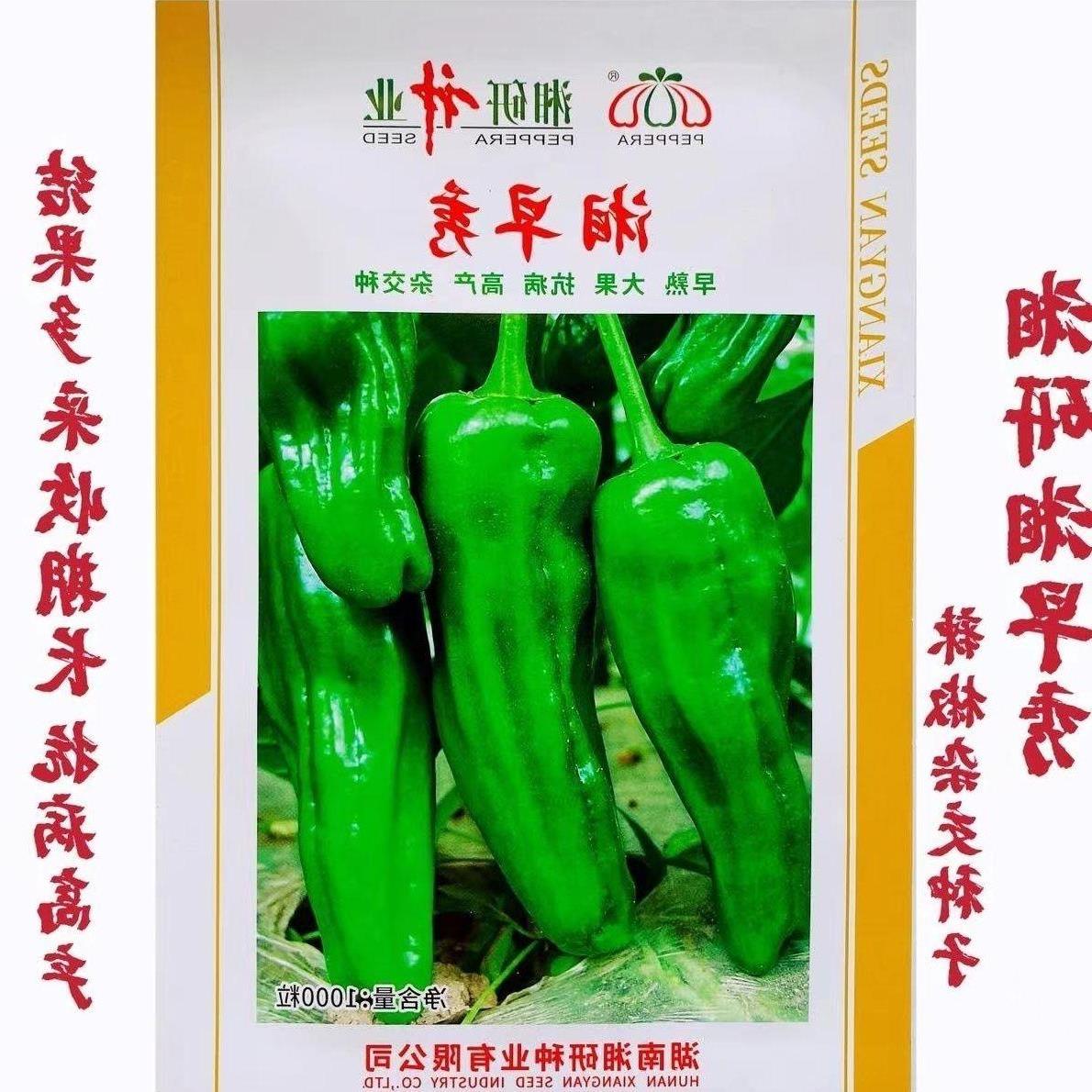 湘早秀辣椒种子研十三号牛