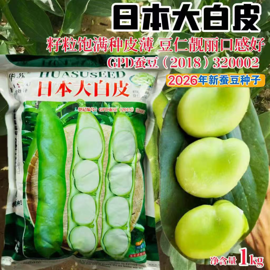 日本大白皮蚕豆种子高产罗汉豆种籽春秋冬季播种早熟耐寒胡豆籽