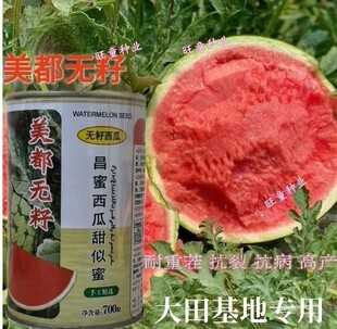 金淇淋无籽西瓜种子黑皮黄瓤无籽西瓜中早熟黑皮黄肉无籽西瓜种子