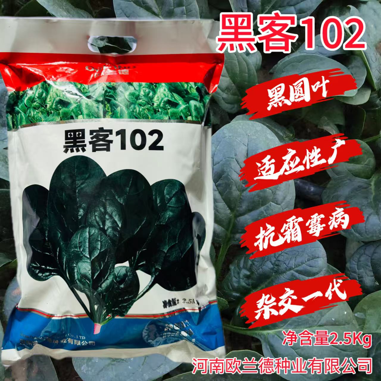 黑客102菠菜种子耐寒耐热抗病高产深绿大叶菠菜种籽春秋播菠菜籽