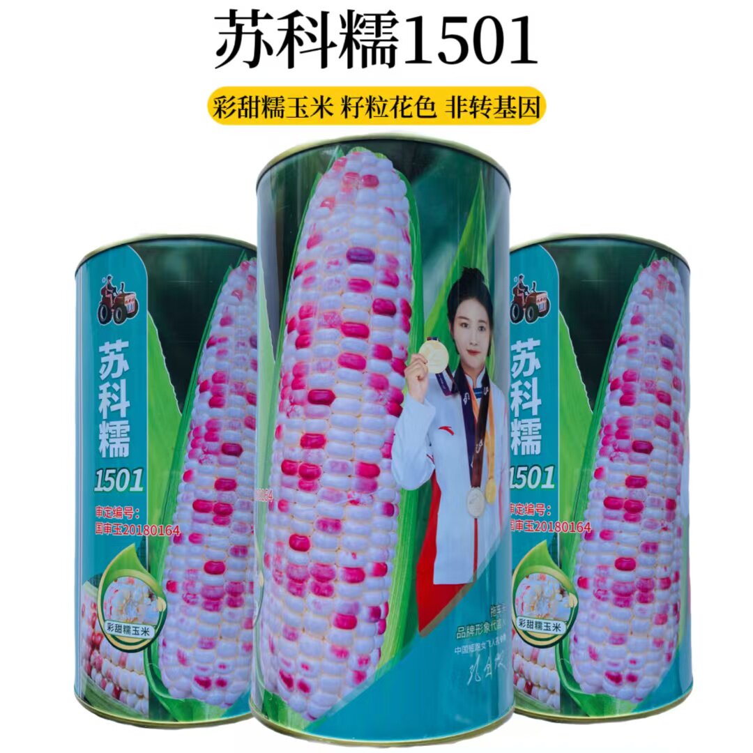 苏科糯1501鲜香粘糯玉米种子 大棒高产国审彩甜糯玉米非转基因