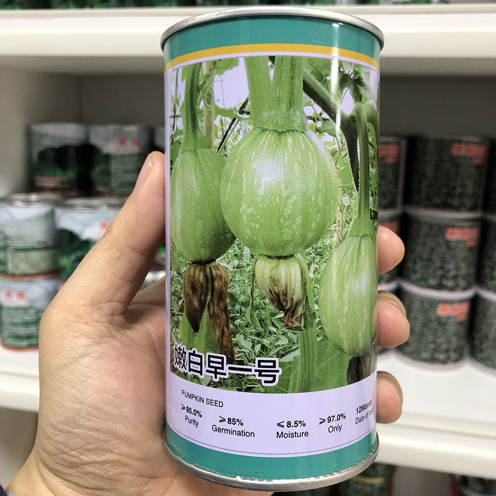 德丰 嫩白早一号南瓜种子 春播早熟高圆形浅绿白花斑菜嫩南瓜种籽