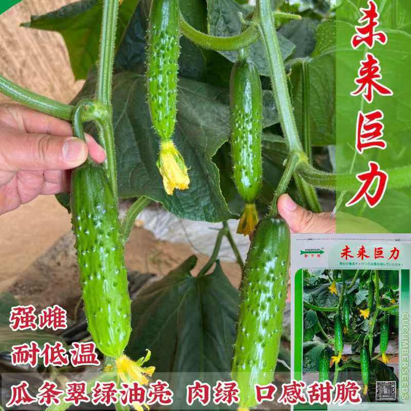 新干线—未来巨力水果黄瓜种子强雌性抗病力强产量高刺瘤匀美脆甜