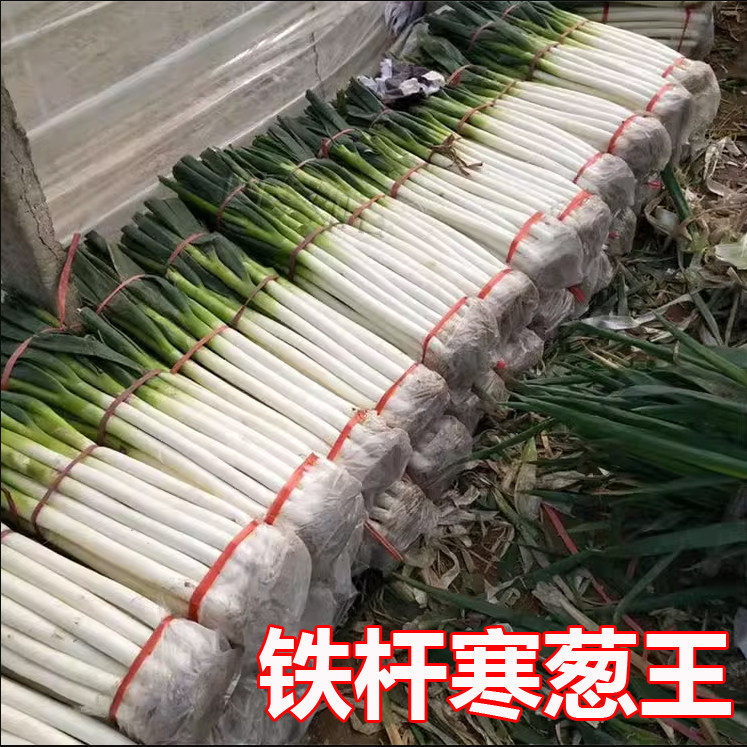 铁杆寒葱王大葱种子中华巨葱王大