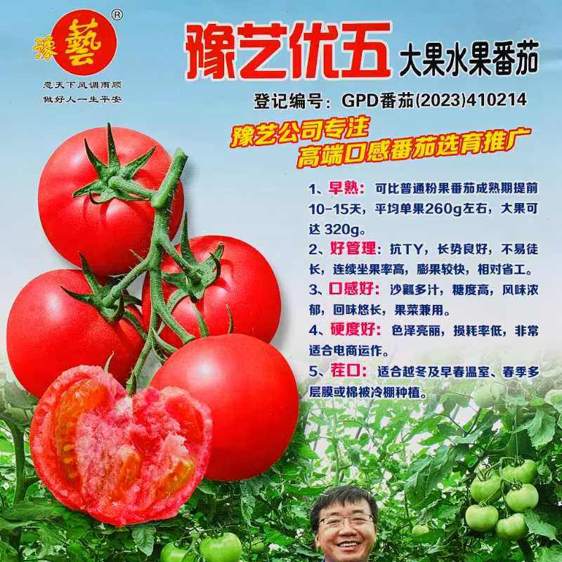 豫艺优五粉果水果大番茄种子 高产抗病好吃沙瓤蔬菜西红柿籽种子