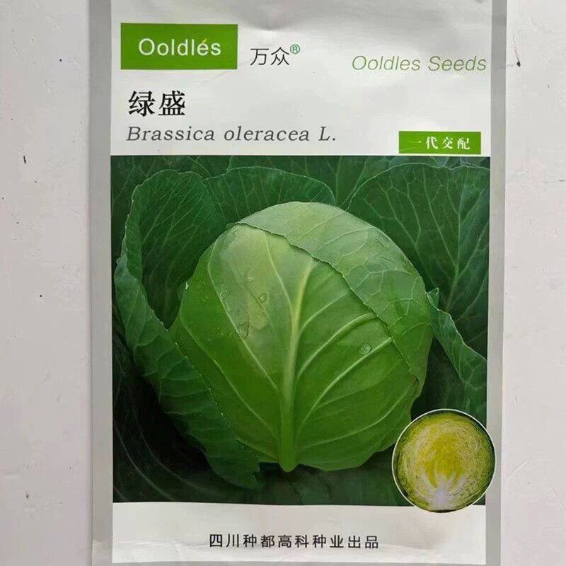 种都高科绿美甘蓝种子中熟包心菜卷心菜包菜种籽春秋蔬菜种孑
