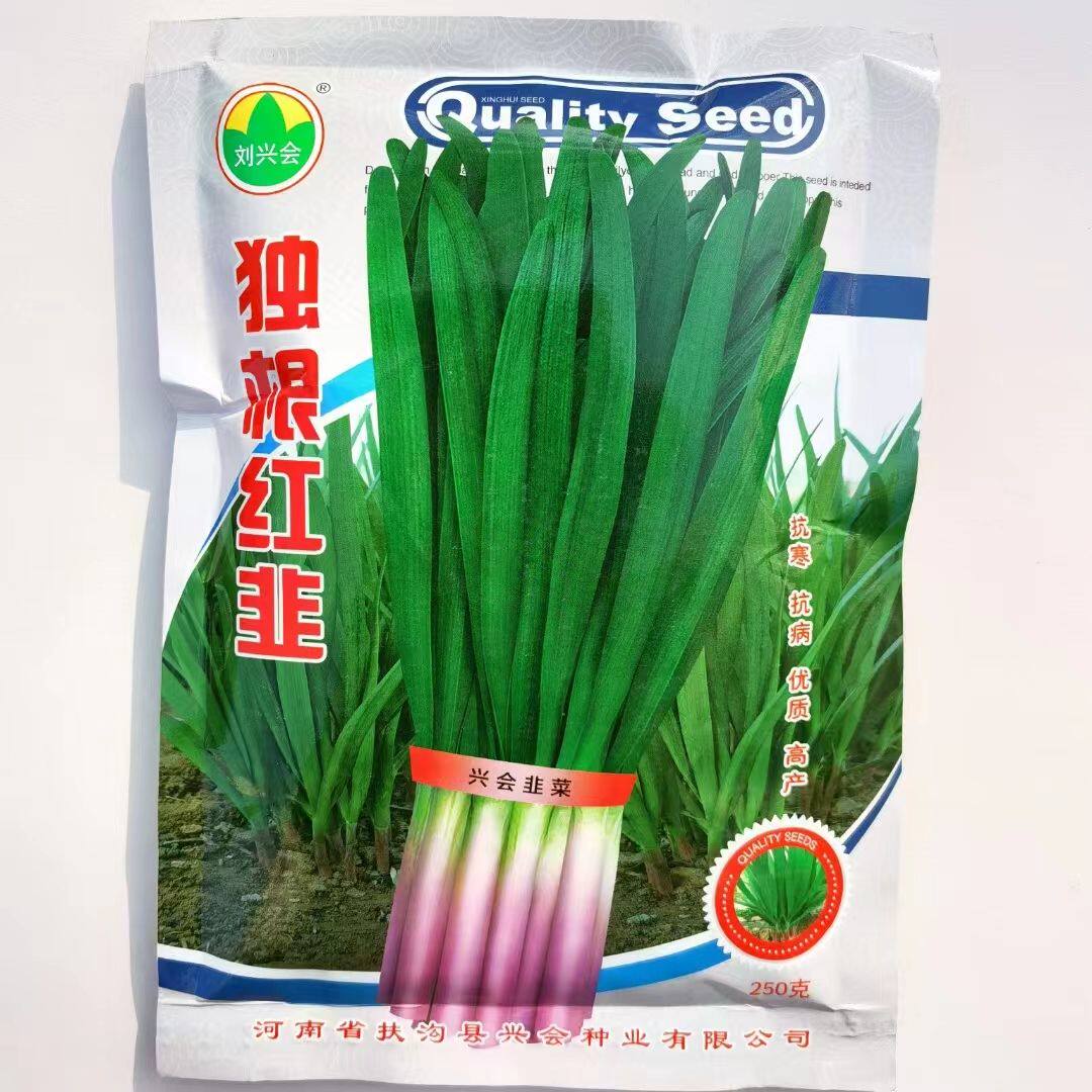韭菜种子种籽红根老品种紫根宽叶休眠韭菜籽本地种孑阳台蔬菜盆栽