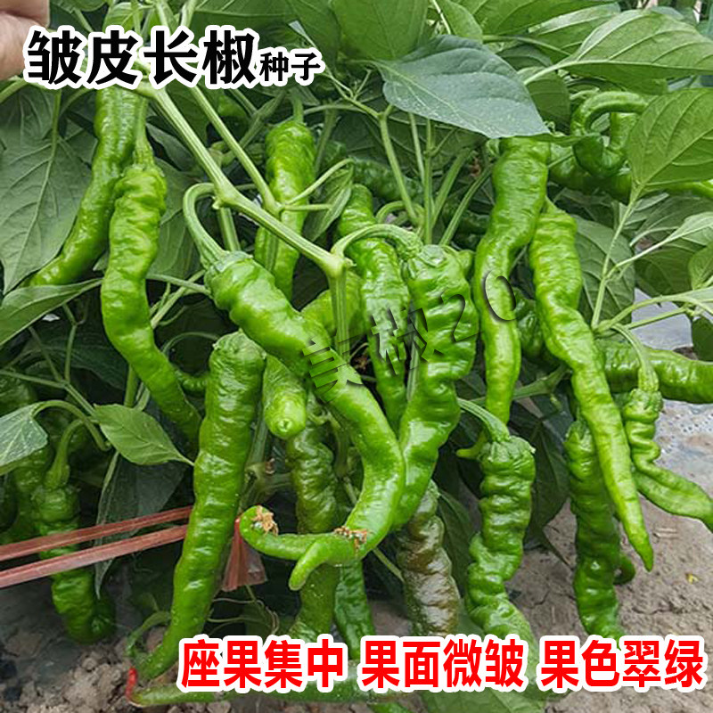 螺丝椒种子金螺丝青椒猪大肠辣椒