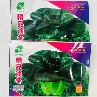 精品油冬小青菜种籽上海青种子秋天种的菜种蔬菜籽种孑子油莱菜籽